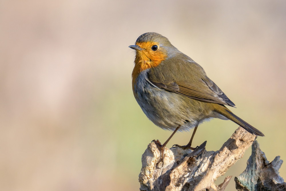 European Robin Perched by Marco Galimberti — canvas wall art