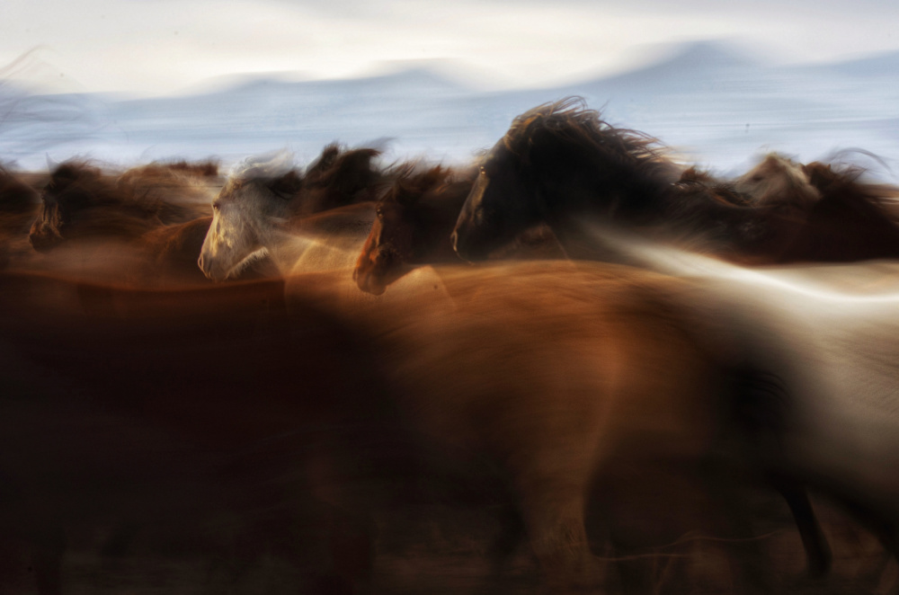 Wild Horses In Motion by Timur Türkmen — canvas wall art