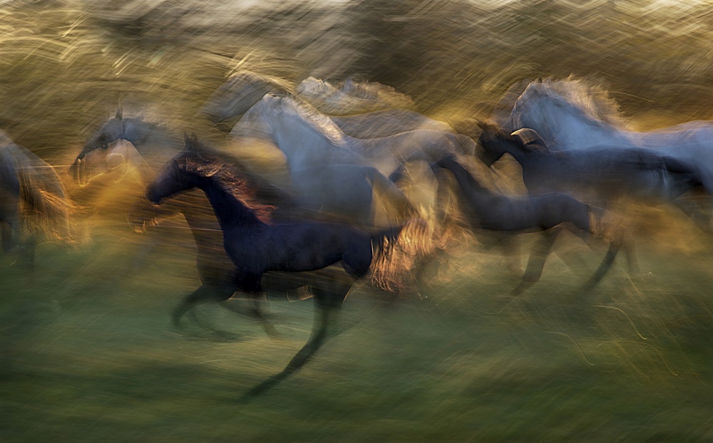 Galloping Golden Horses by Milan Malovrh — canvas wall art