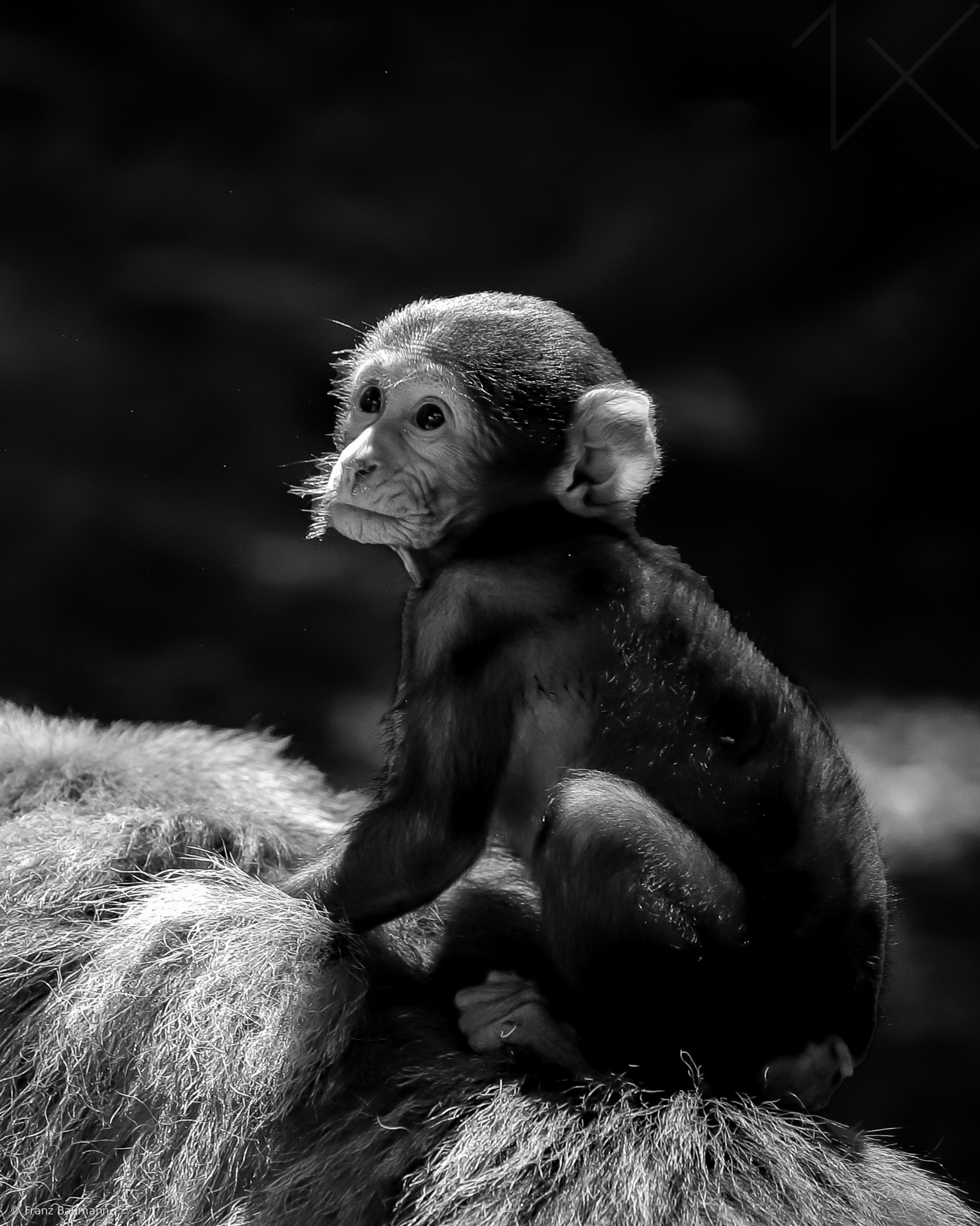 Young Barbary Macaque