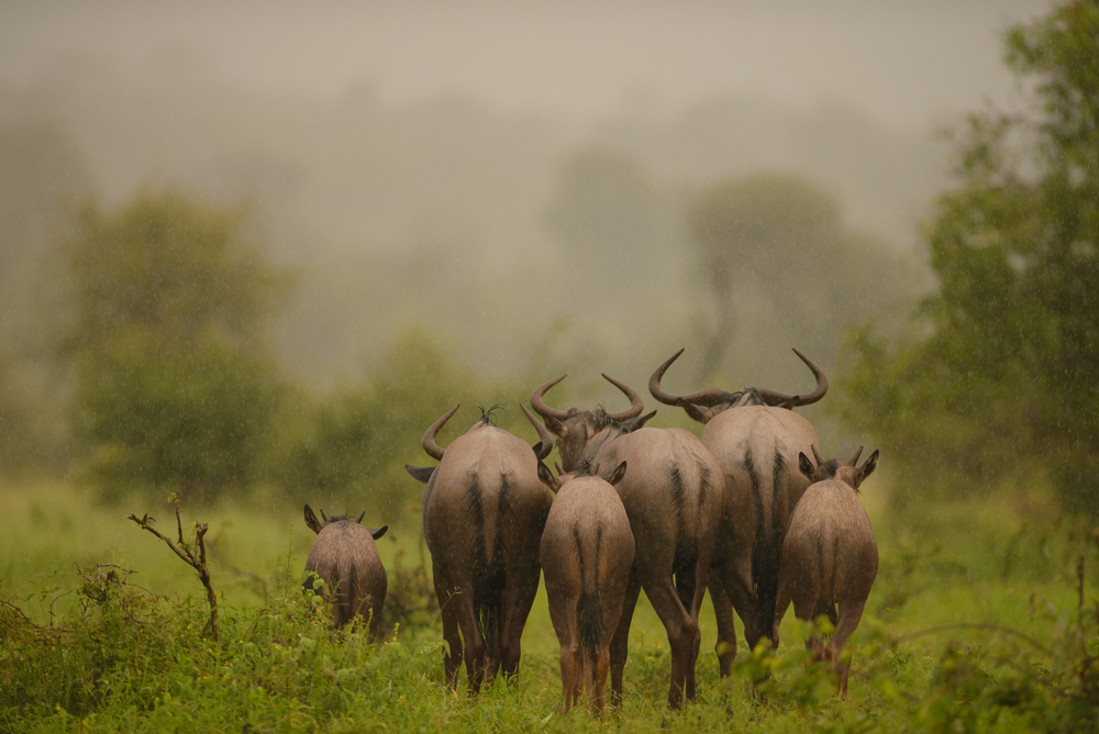 Rainy Wildebeest Herd by Ozkan Ozmen / Big Lens Adventures — canvas wall art