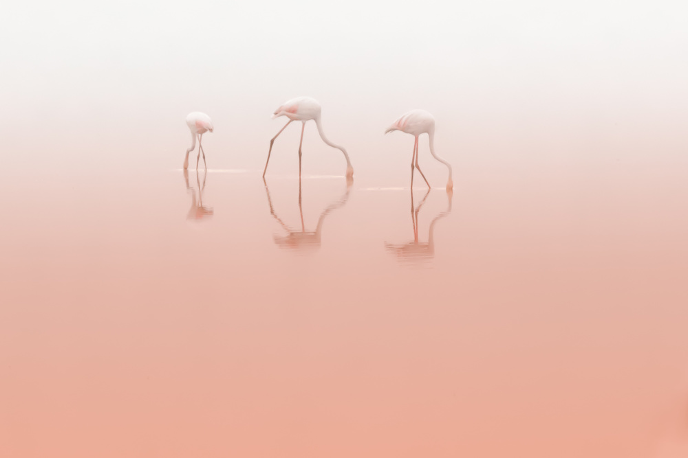 Pink Flamingos Reflections by Natalia Rublina — canvas wall art