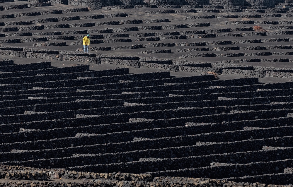 Volcanic Vineyard Worker by Francois Casanova — canvas wall art