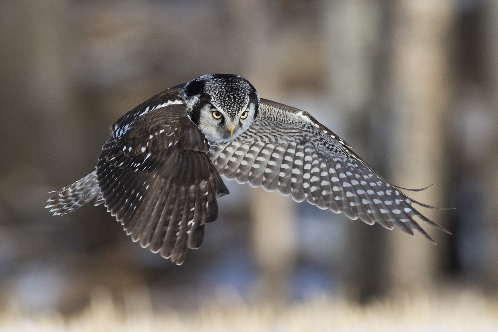 Focused Owl In Flight by Peter Stahl — canvas wall art