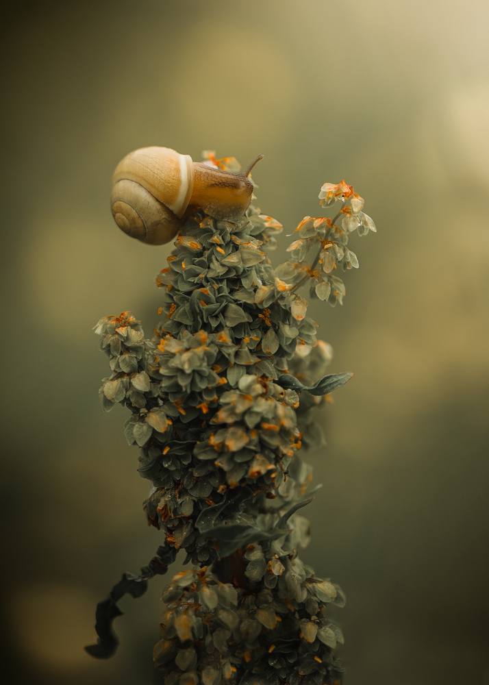 Snail on Green Stalk by Kristina Zvinakeviciute — canvas wall art