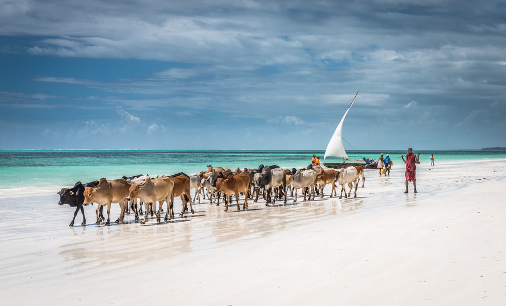 Cows on Tropical Beach by Jeffrey C. Sink — canvas wall art