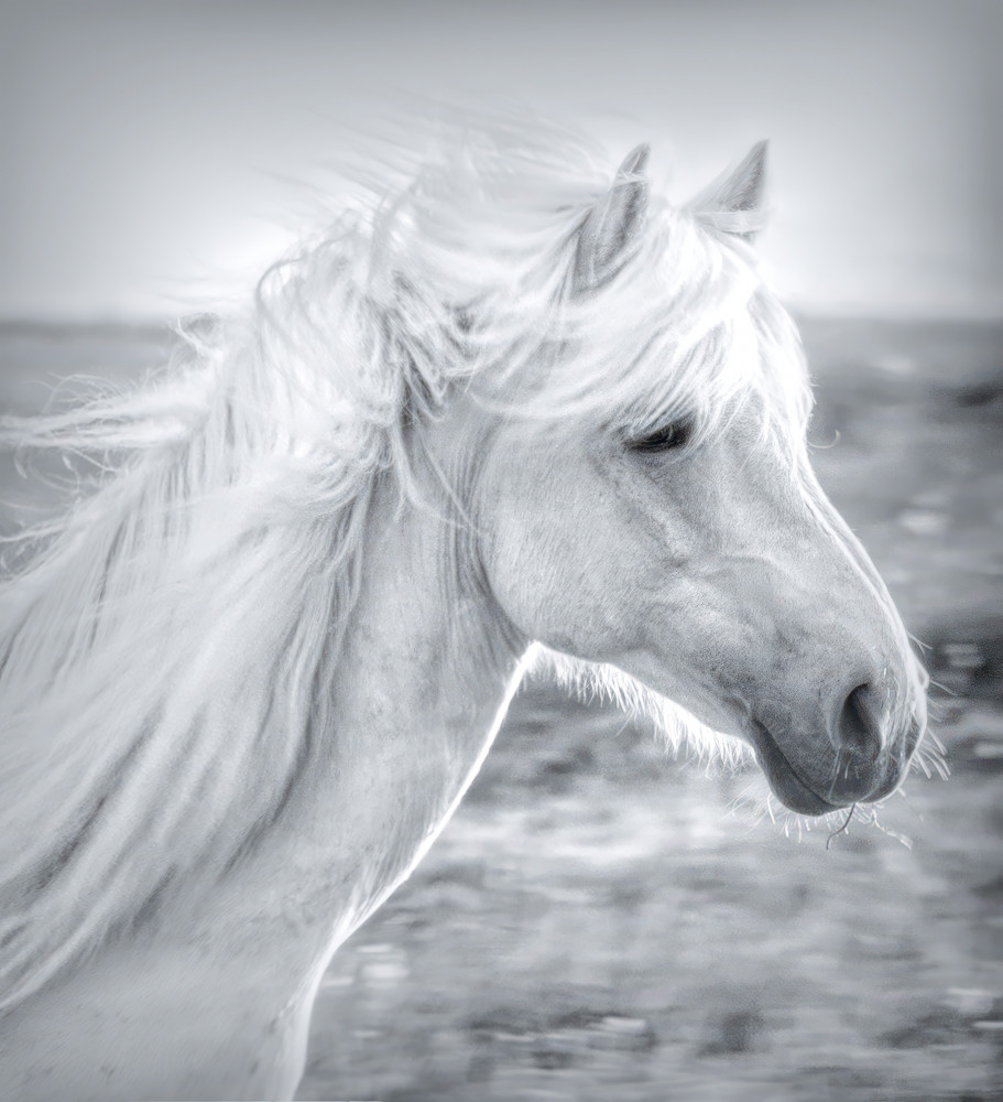 Majestic White Horse by Yanny Liu — canvas wall art