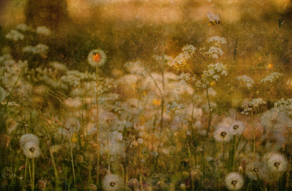 Golden Meadow Ladybug by Delphine Devos — canvas wall art