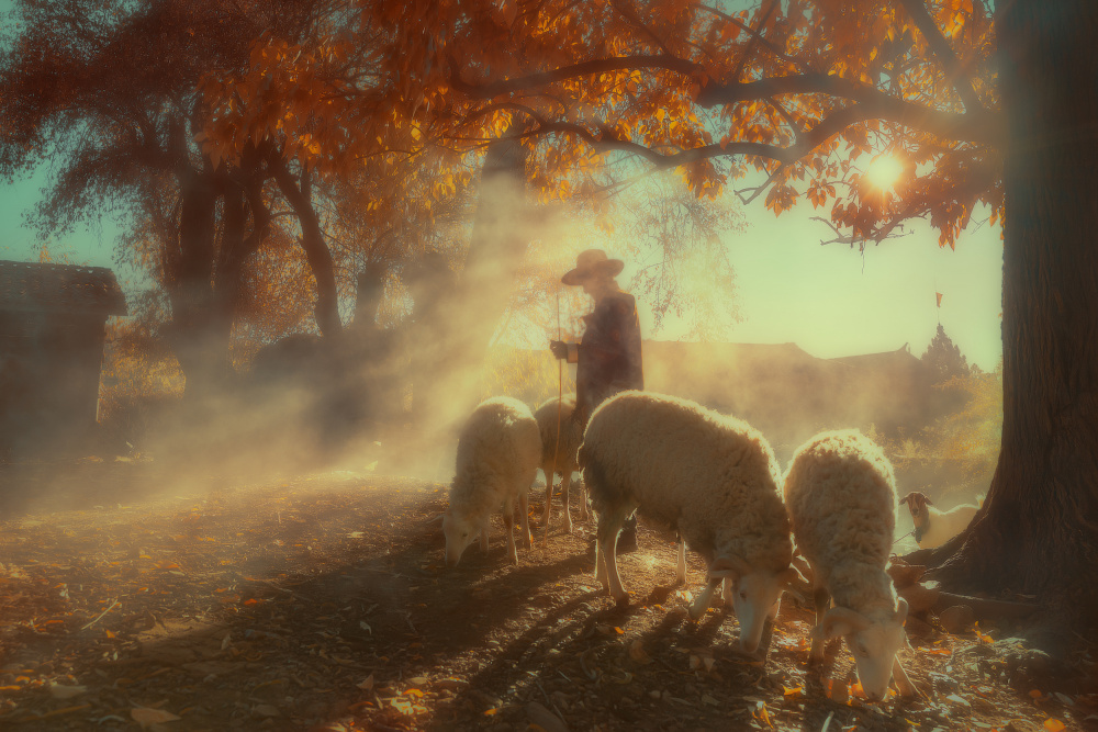 Golden Hour Shepherd and Sheep by 吴子诚WuZiCheng — canvas wall art