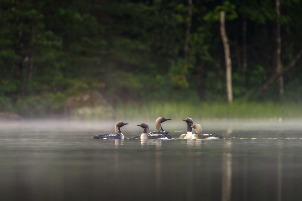 Misty Lake Birds by Benny Pettersson — canvas wall art