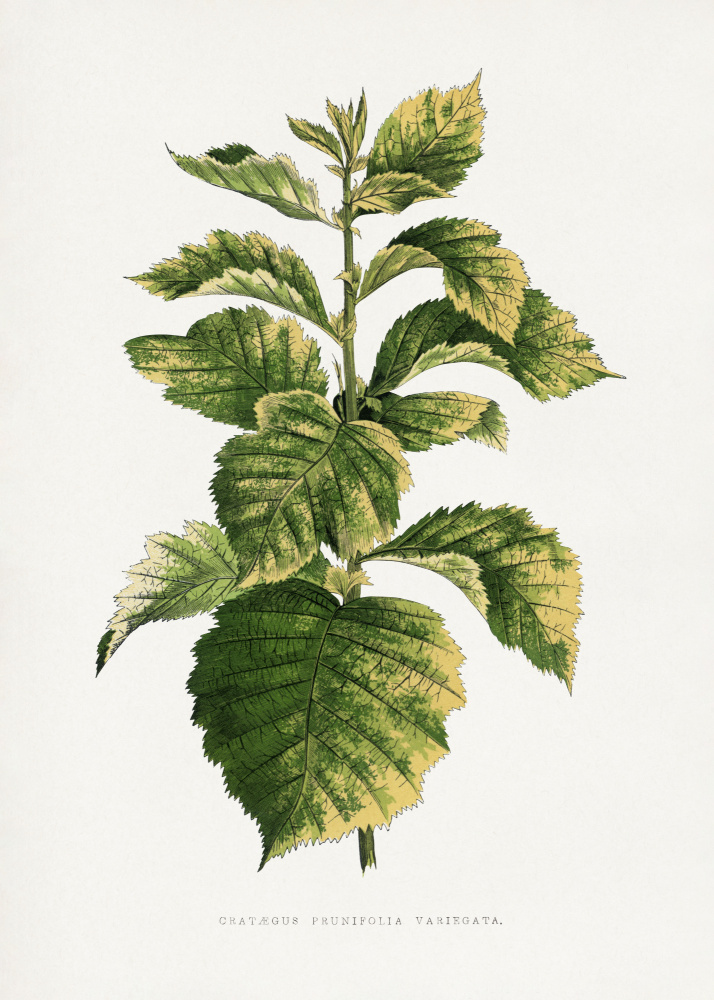 Common Hawnthorn Leaf Illustration by Les Plantes a Feuillage Colore — canvas wall art