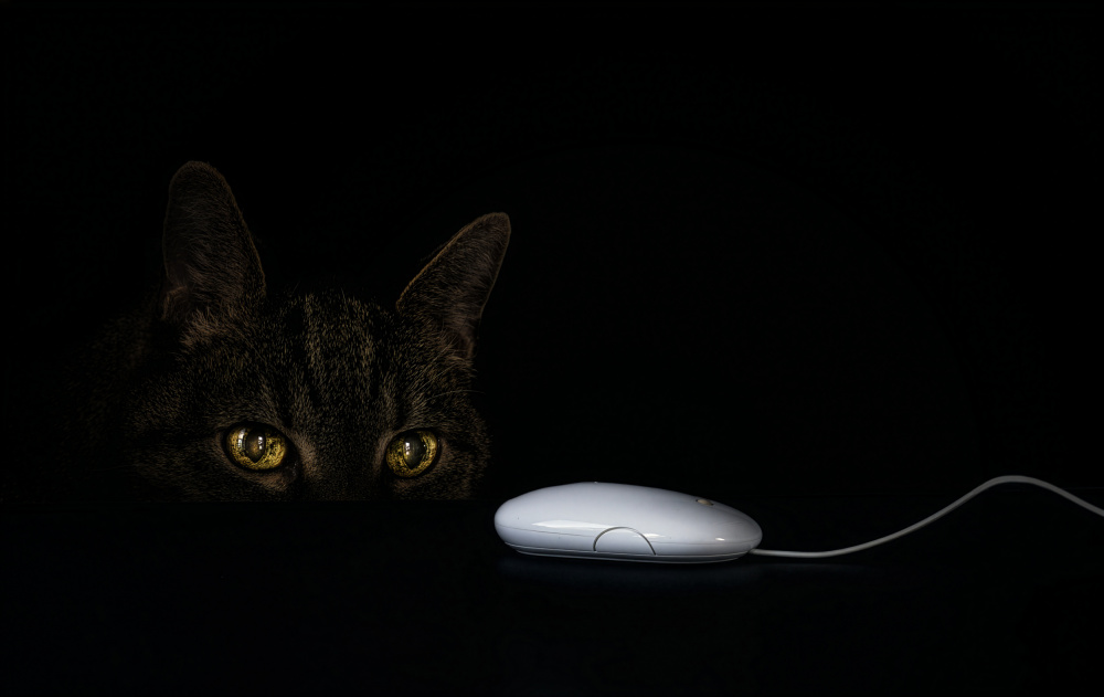 Cat's Curious Gaze by Ute Scherhag — canvas wall art