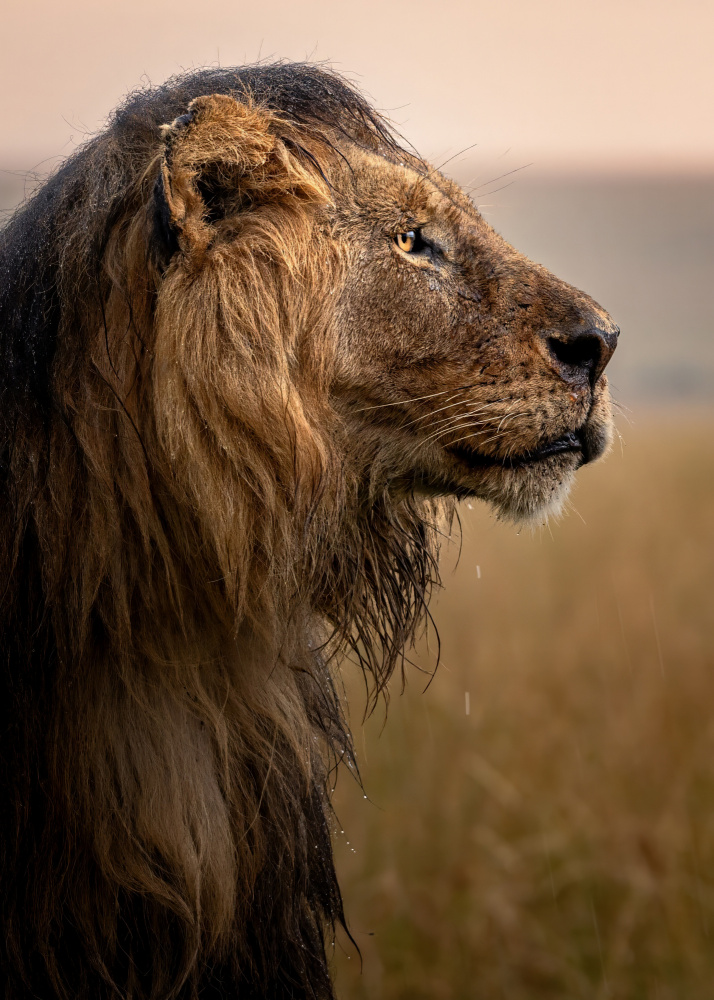 Majestic Wet Lion by Amro — canvas wall art
