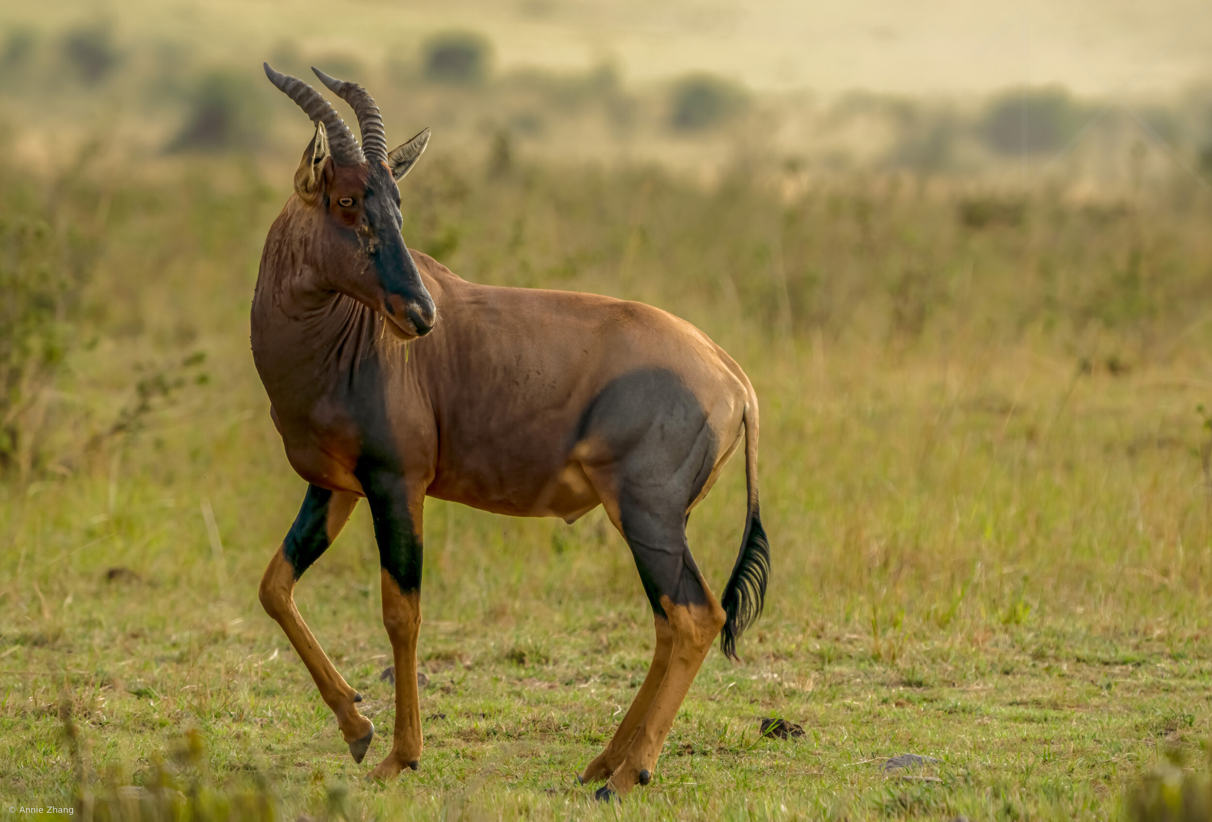 Topi - a type of African antelope by Annie Zhang