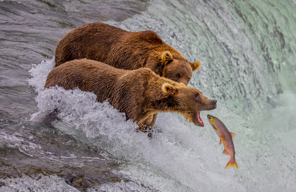Grizzly Salmon Catch by Ning Lin — canvas wall art