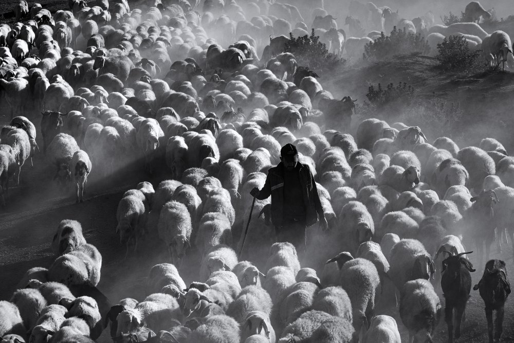 Shepherd's Hazy Flock by Emir Bagci — canvas wall art