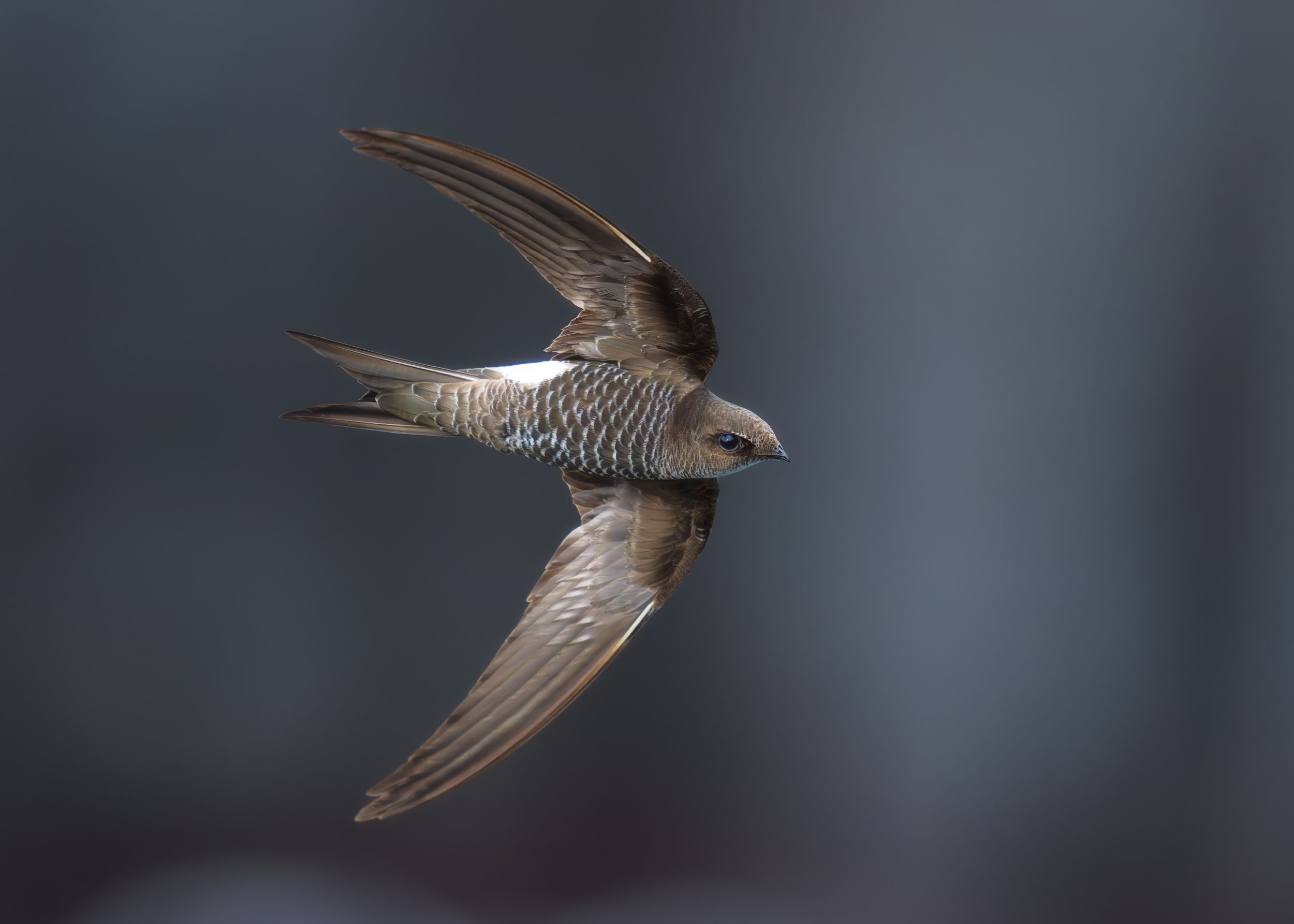 Pacific Swift