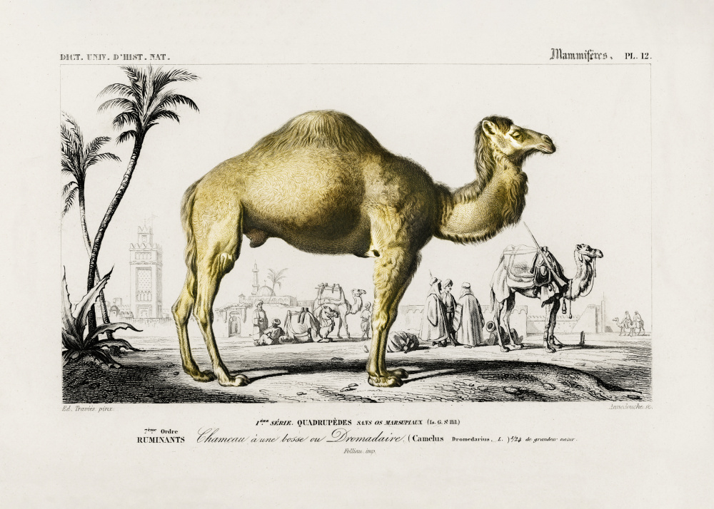 Camel (camelus) by Charles Dessalines D Orbigny — canvas wall art