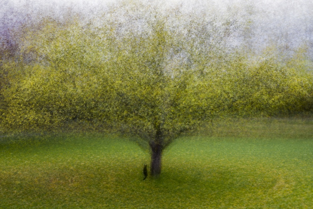 Dreamy Green Tree by Arne Östlund — canvas wall art