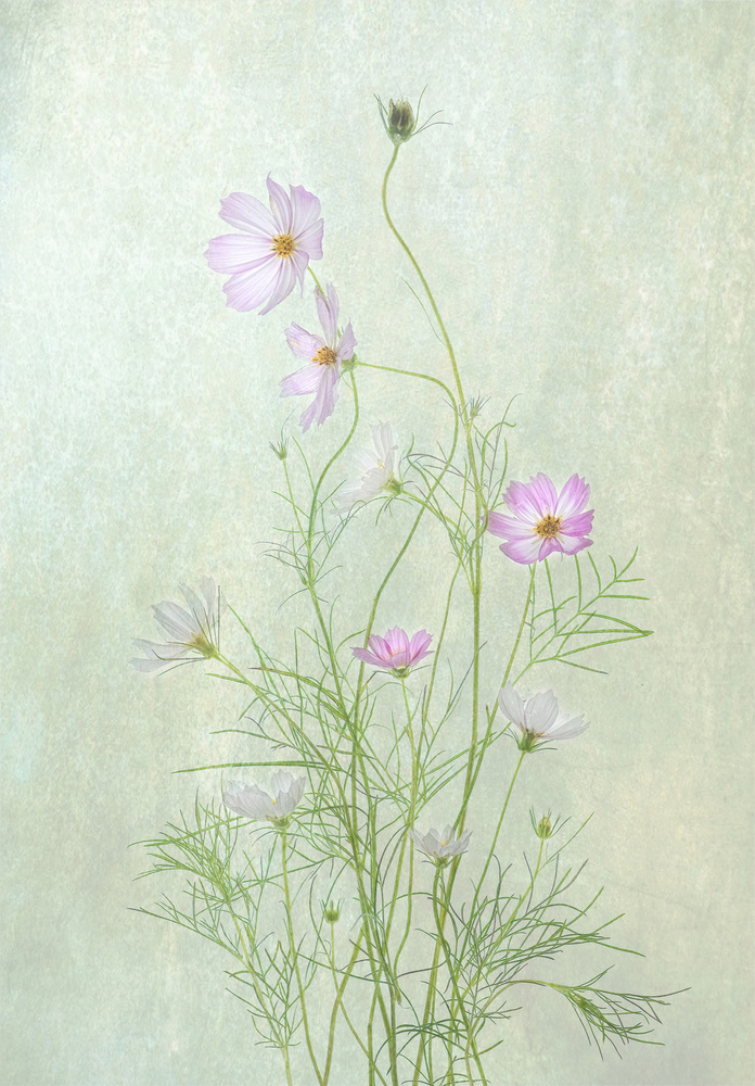 Delicate Cosmos Blooms by Catherine Wang — canvas wall art