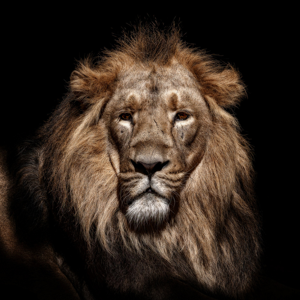 Regal Lion Gaze by Georgios Tsikiridis — canvas wall art