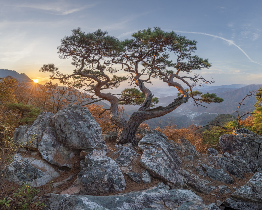 Golden Hour Mountain Pine by Jaeyoun Ryu — canvas wall art