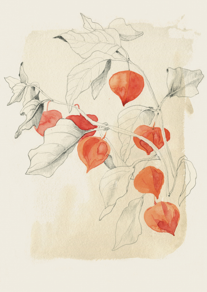 Chinese Lantern Sketch by Catalina Somolinos — canvas wall art