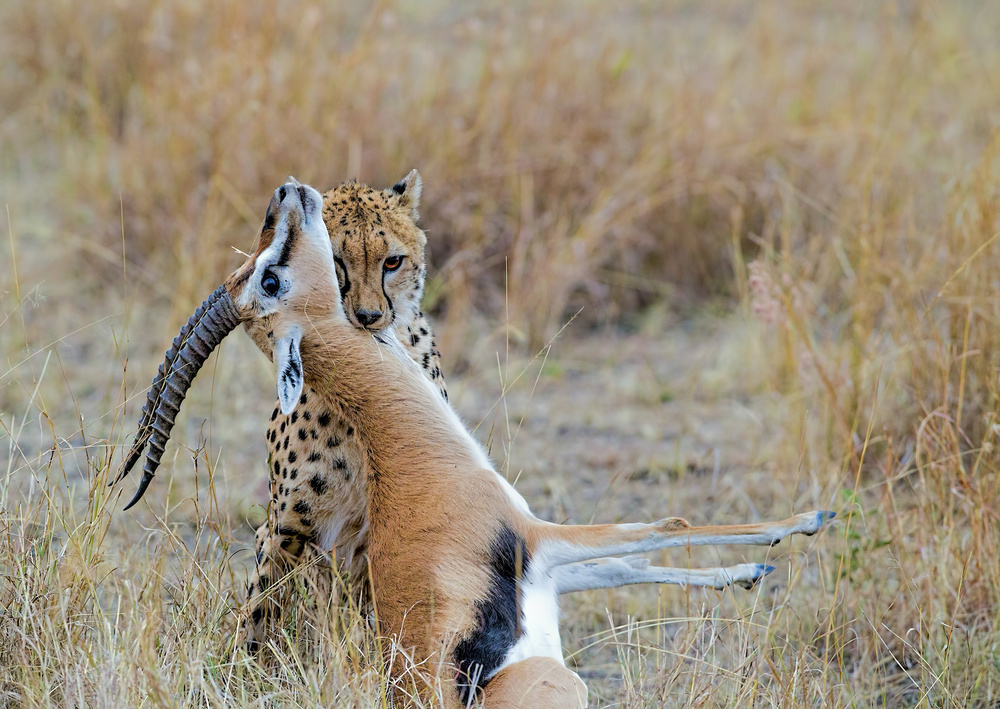 Cheetah with Prey by Jiti Chadha — canvas wall art