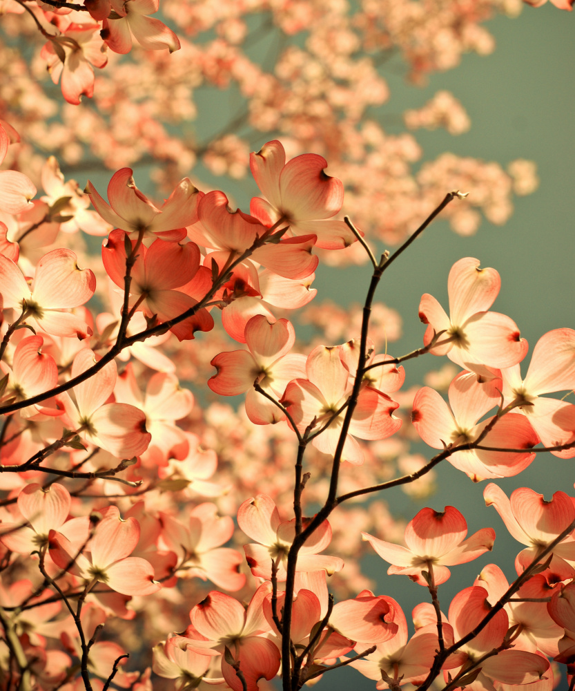Pink Dogwood Blossoms by Olivia Joy StClaire — canvas wall art