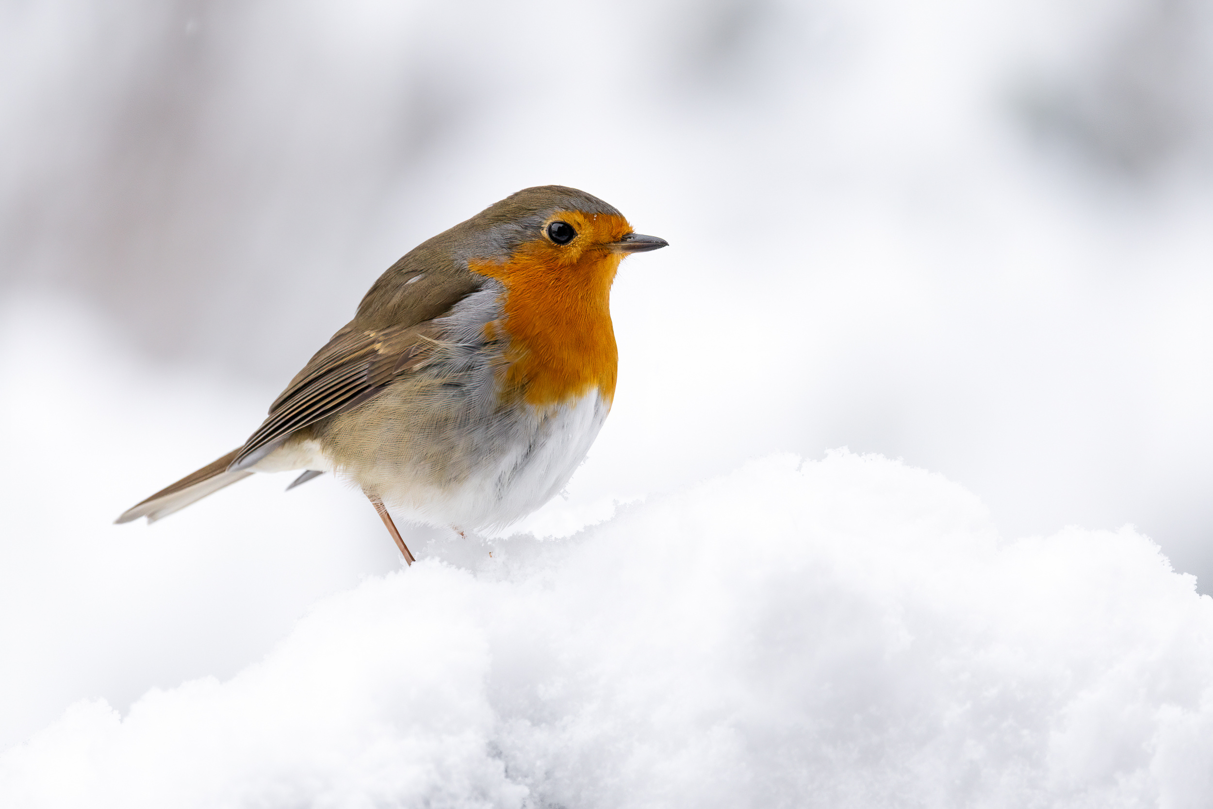 Robin in a snowworld!