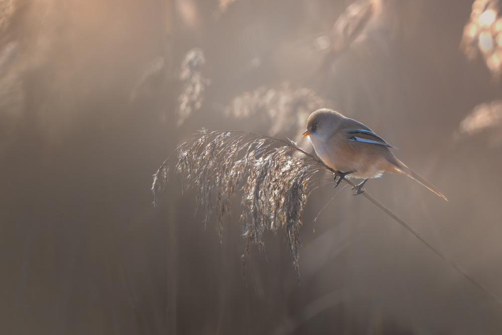 Peaceful Reed Bird by Tom Meier — canvas wall art