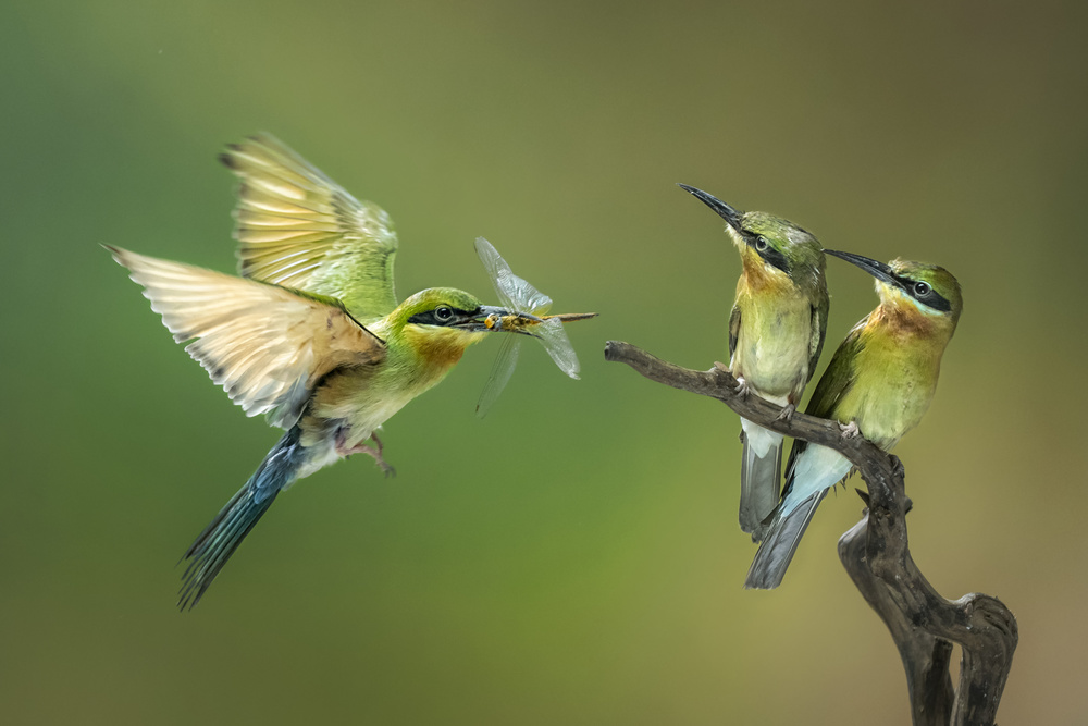 Green Birds and Dragonfly by Handi Nugraha — canvas wall art
