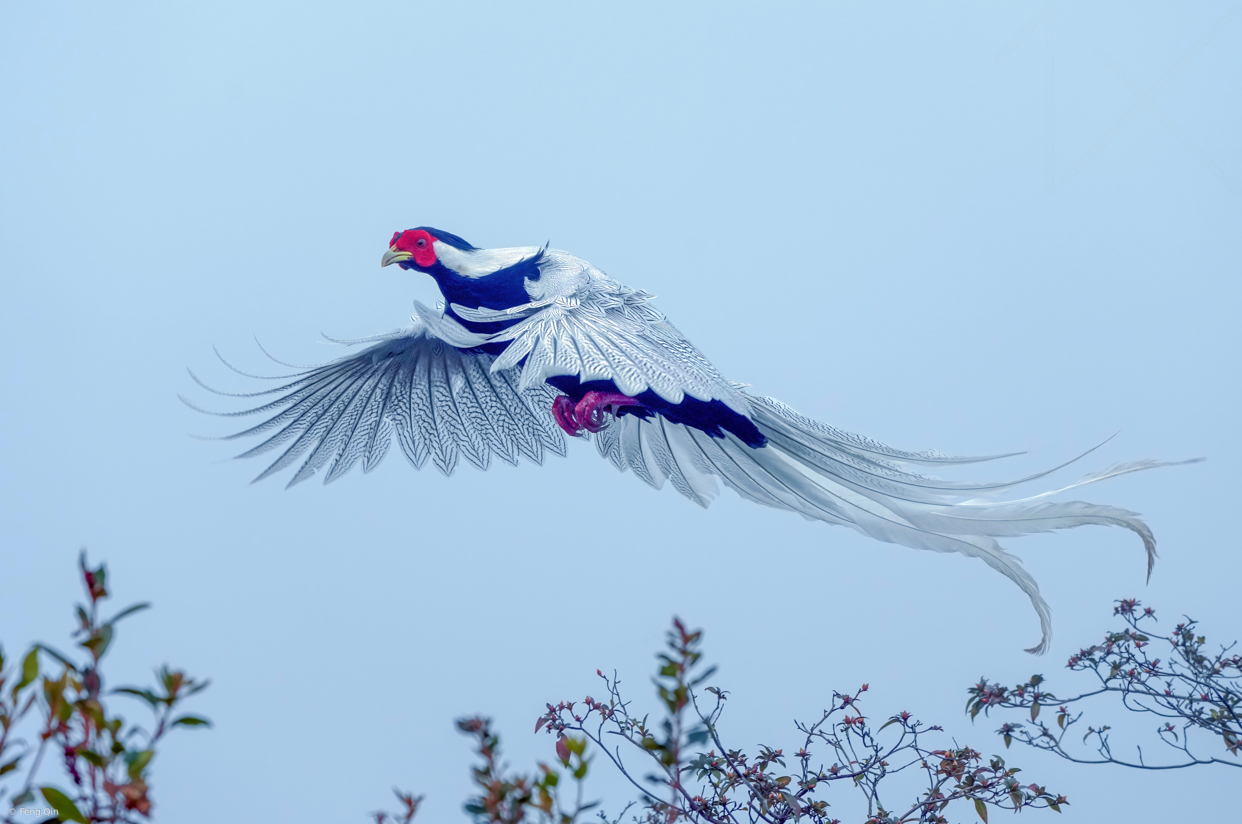 Divine Bird - White Pheasants