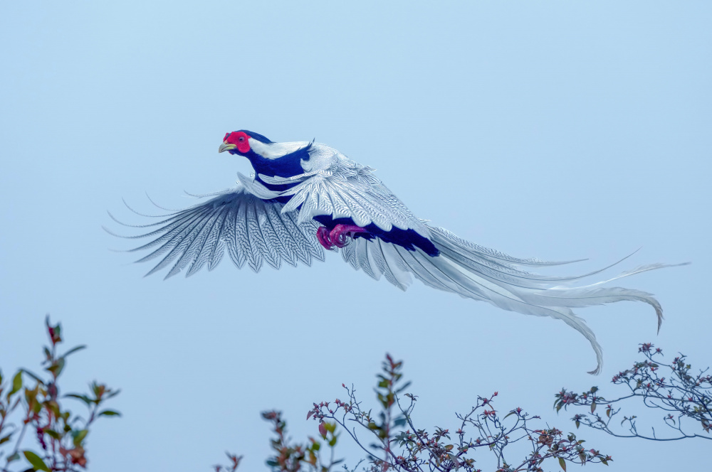 Flying Silver Pheasant by Feng Qin — canvas wall art