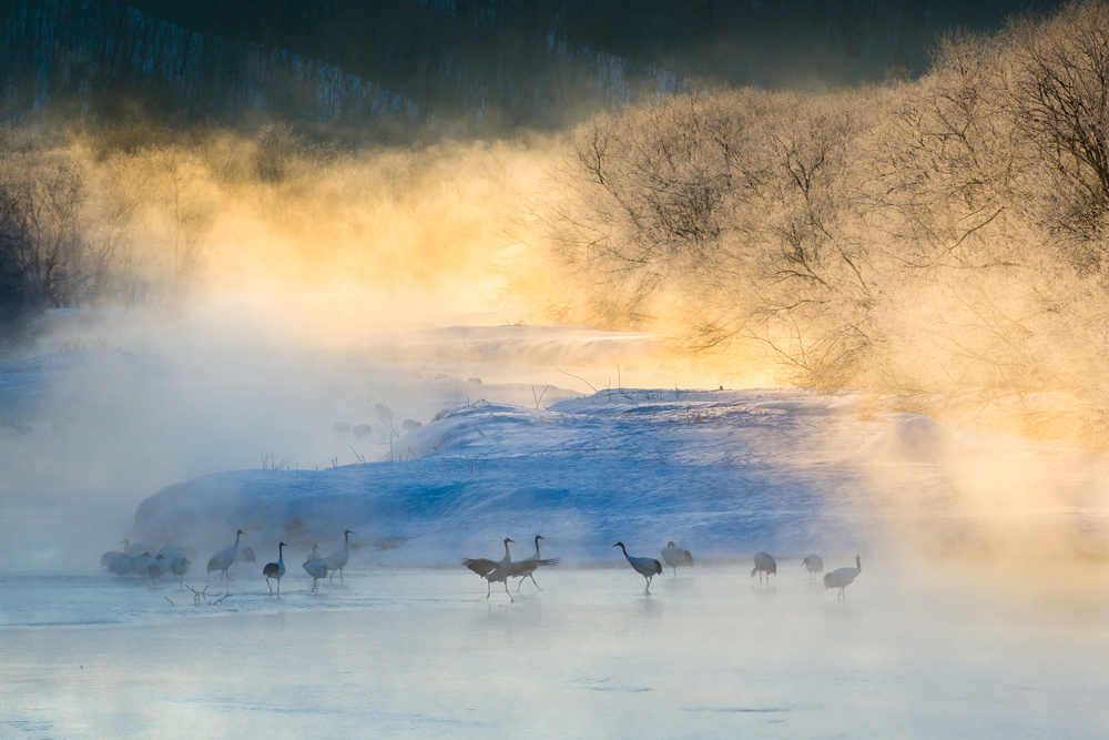Golden Mist Cranes by C. Mei — canvas wall art