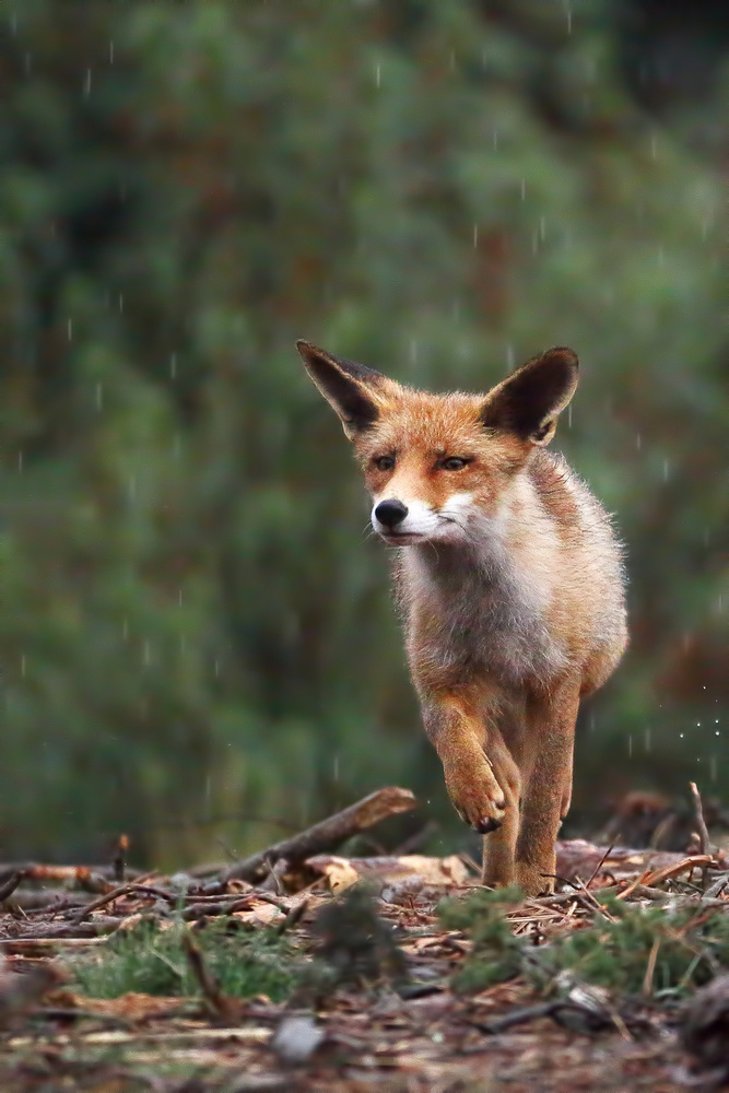 Red Fox In The Rain by Nicolás Merino — canvas wall art