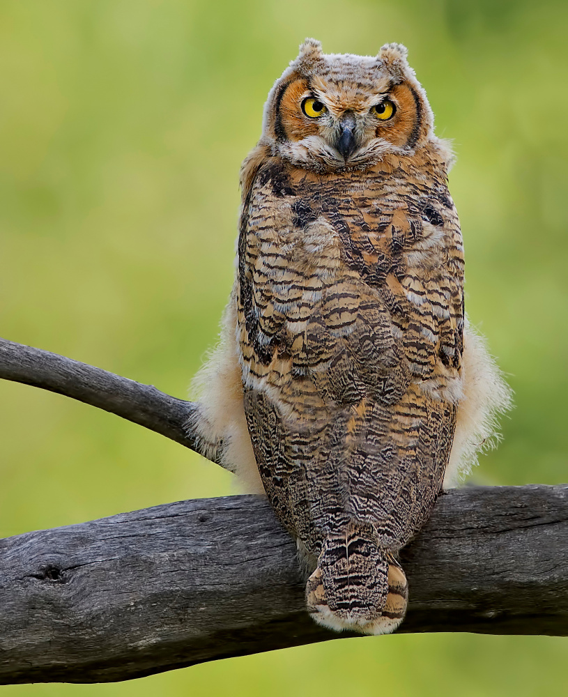 Great Horned Owl Perched by verdon — canvas wall art