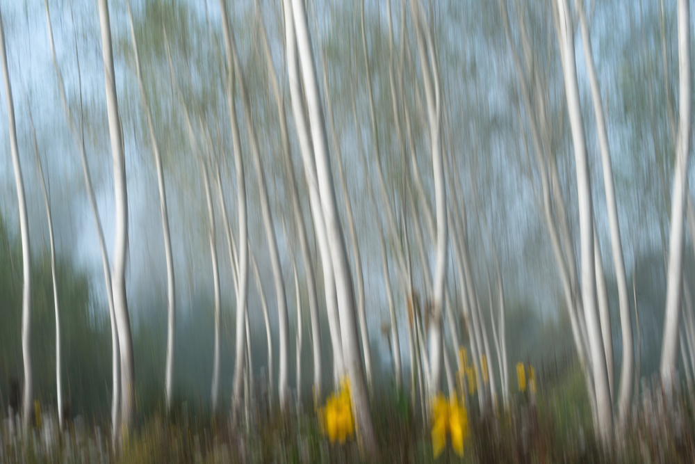 Dreamy Aspen Forest by Riccardo Lucidi — canvas wall art