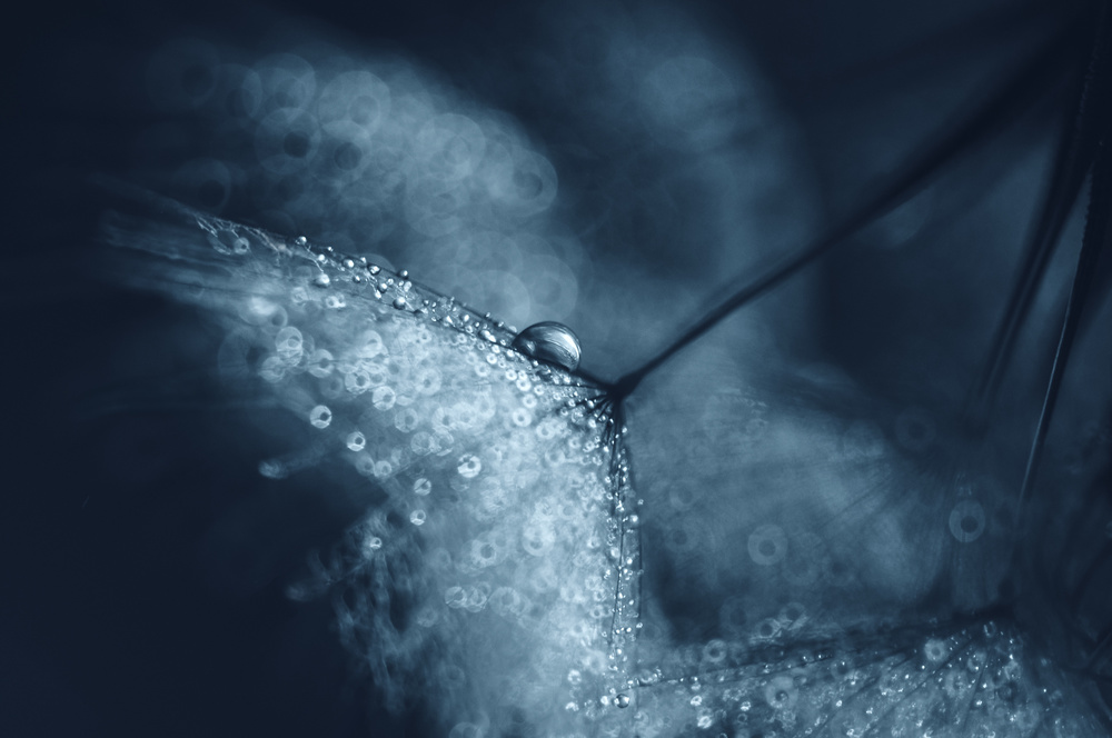 Blue Dew Drops by Ivelina Blagoeva — canvas wall art