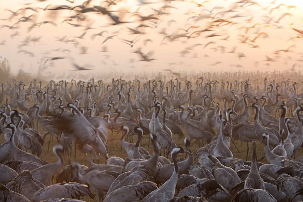 Cranes In Golden Mist by Amnon Eichelberg — canvas wall art