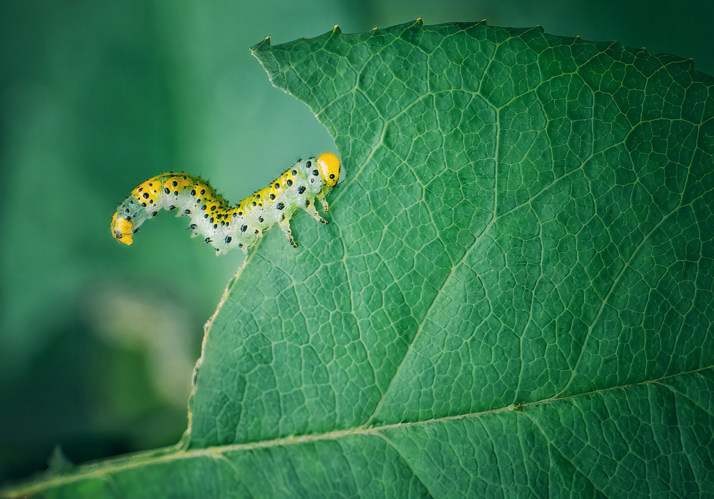 Hungry Caterpillar On Leaf by Molly Fu APA — canvas wall art