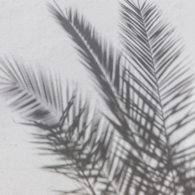 Sunny Palm Shadows