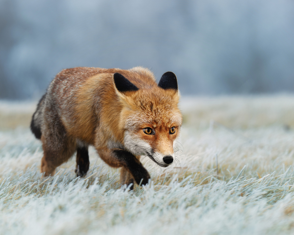 Red Fox Winter Morning by Michaela Firešová — canvas wall art