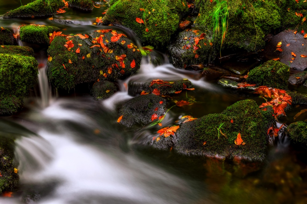 Vibrant Autumn Stream by Yavuz Pancareken — canvas wall art