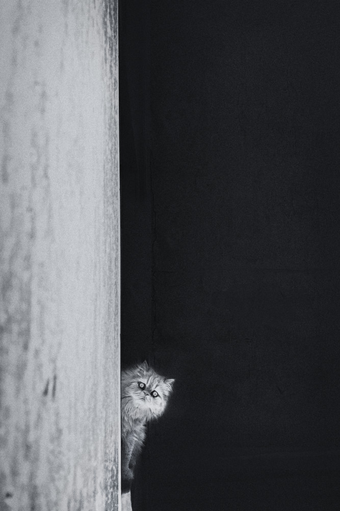 Curious Peeking Cat by Sajad Aslani — canvas wall art