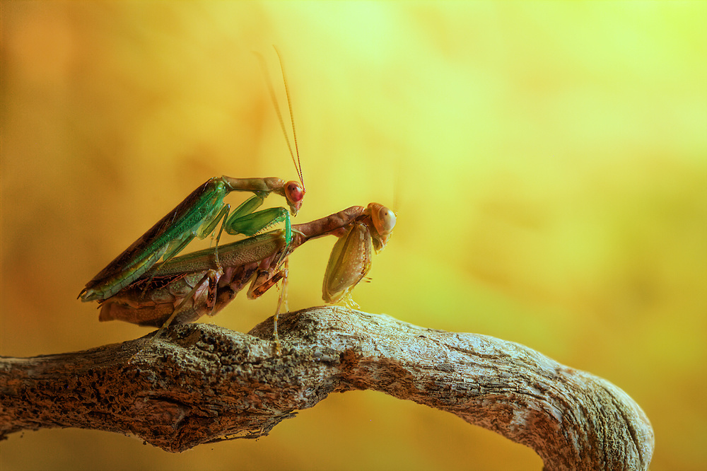 Mantis Couple Golden Light by Jimmy Hoffman — canvas wall art