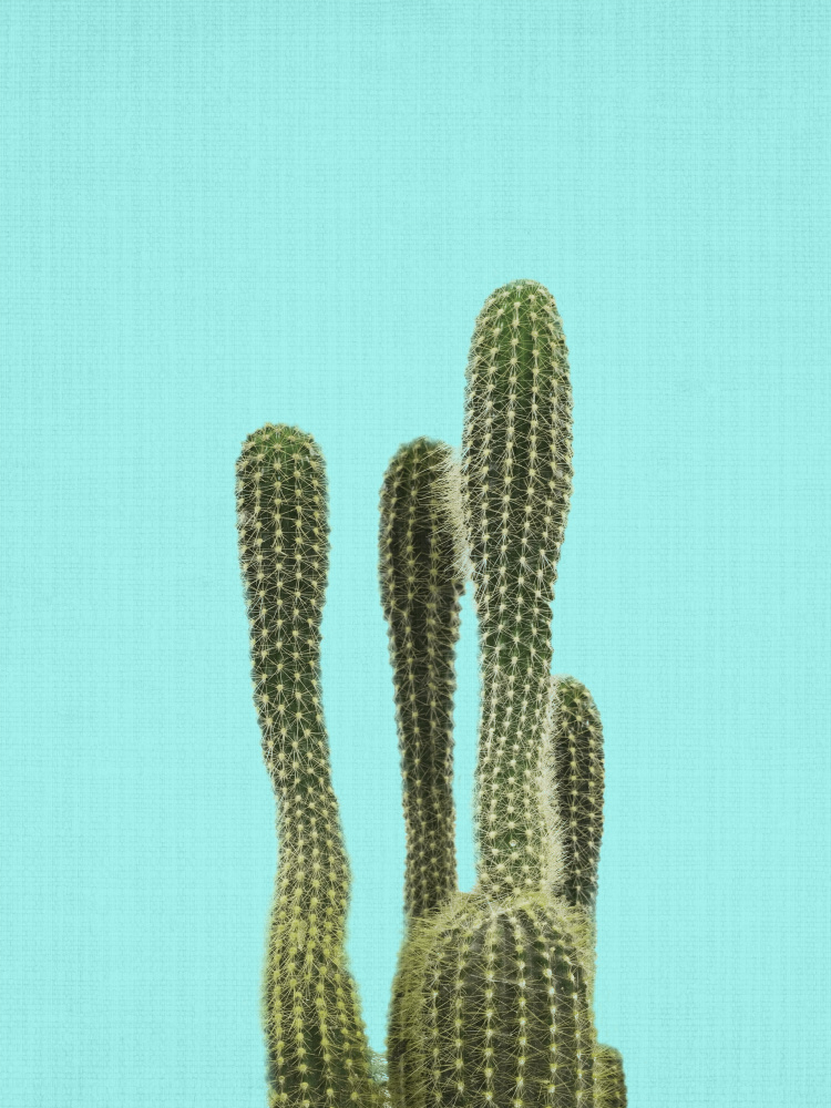 Turquoise Minimal Cacti by Lila & Lola — canvas wall art