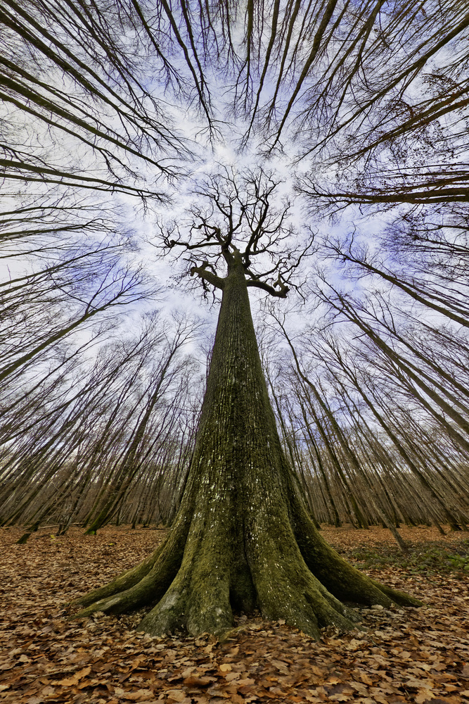 Towering Forest Giant by Francois Casanova — canvas wall art