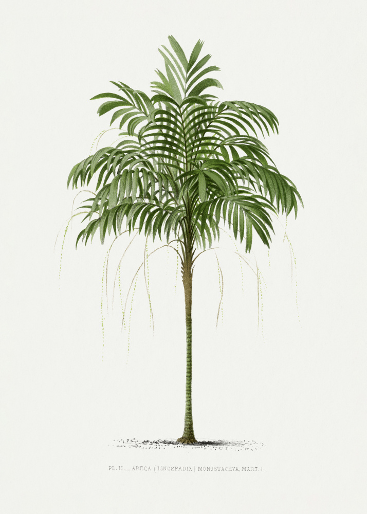 Ii Areca Monostachya by Les Palmiers Histoire Iconographique — canvas wall art