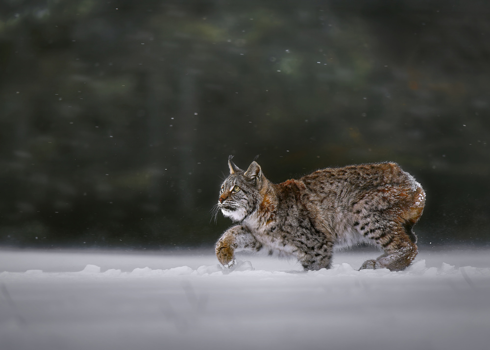 Majestic Lynx Winter Walk by Michaela Firešová — canvas wall art